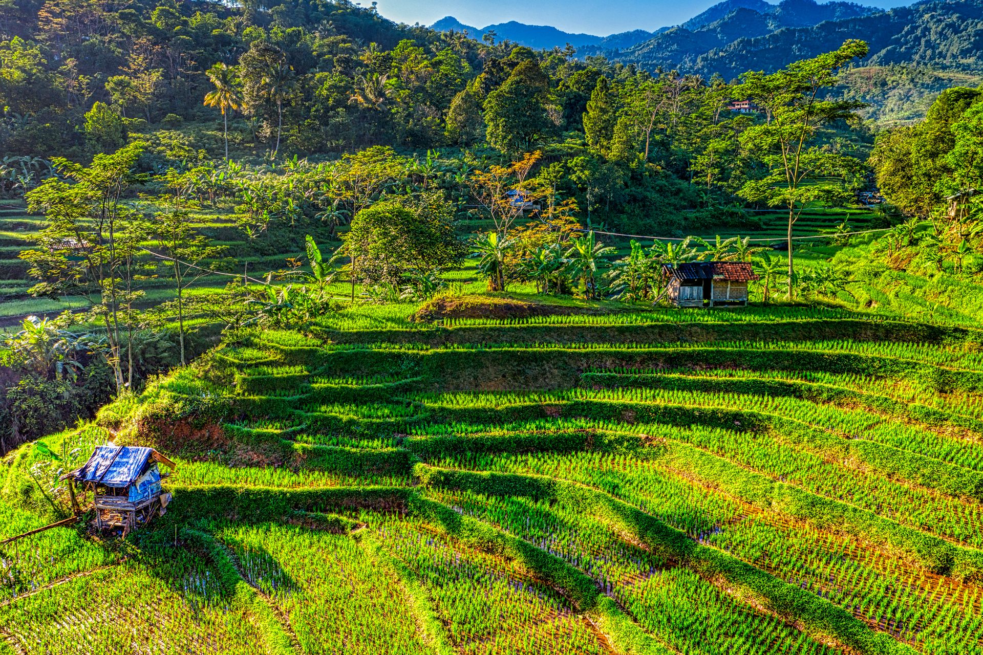 Terasering Sawah Berlapis Bulutana