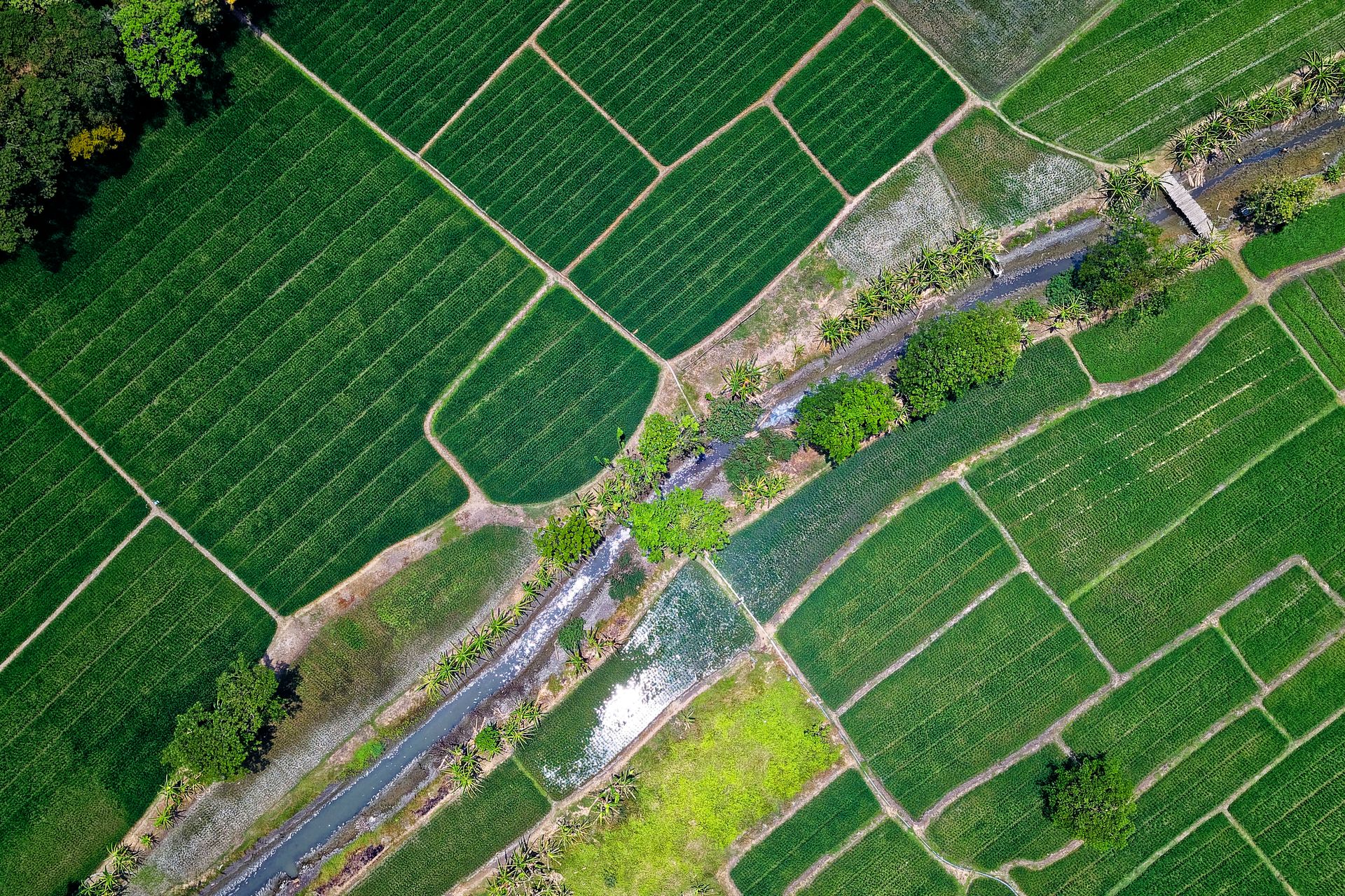 Panorama Sawah & Sungai dari Udara
