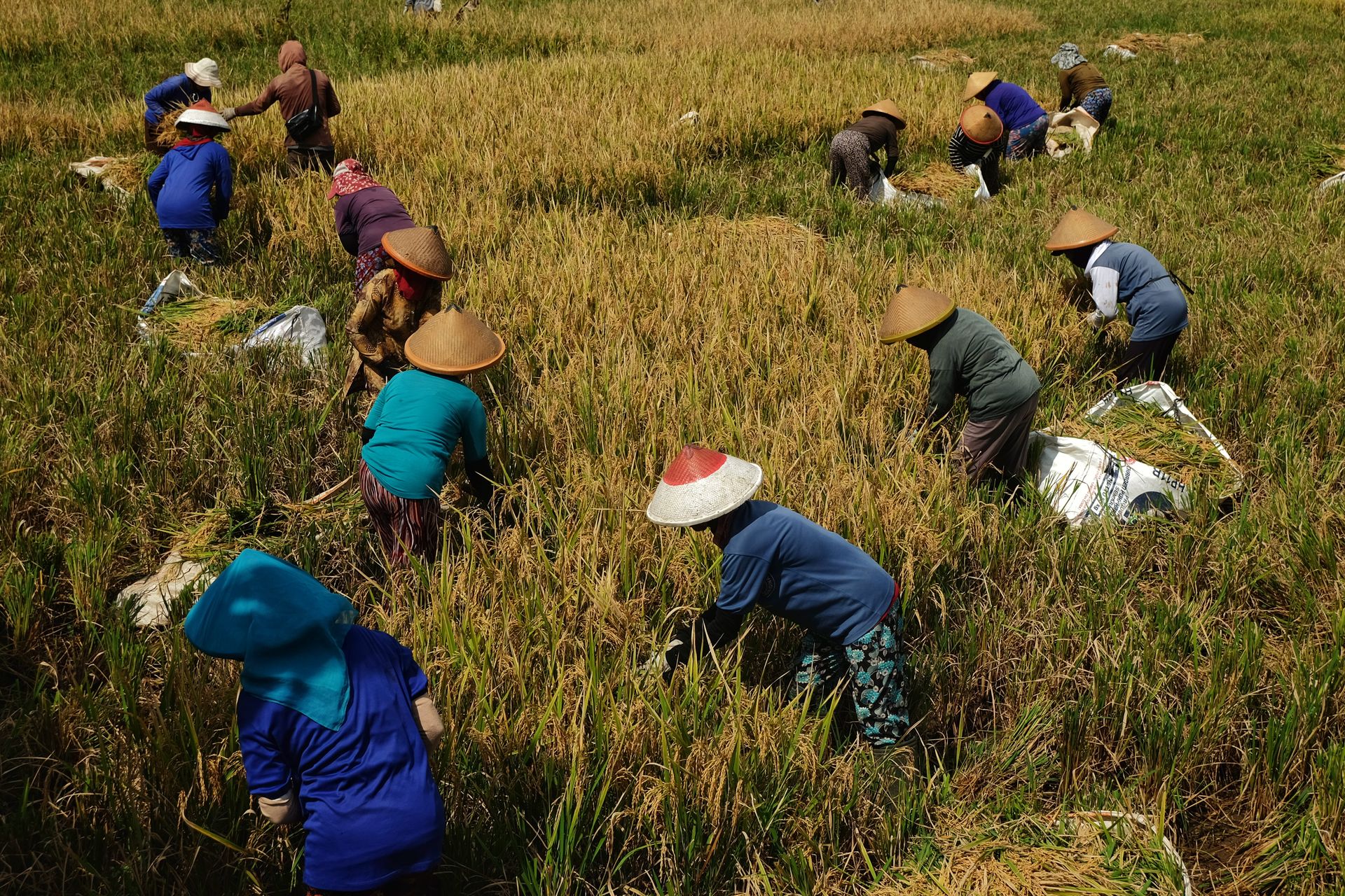 Panen Padi Bersama Petani Bulutana